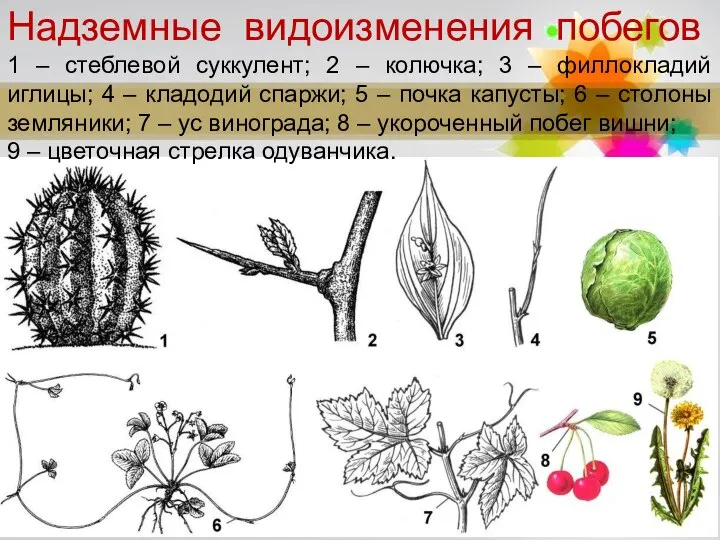 Надземные видоизменения побегов 1 – стеблевой суккулент; 2 – колючка; 3