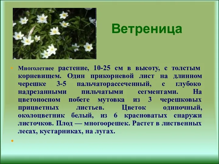 Ветреница Многолетнее растение, 10-25 см в высоту, с толстым корневищем. Один