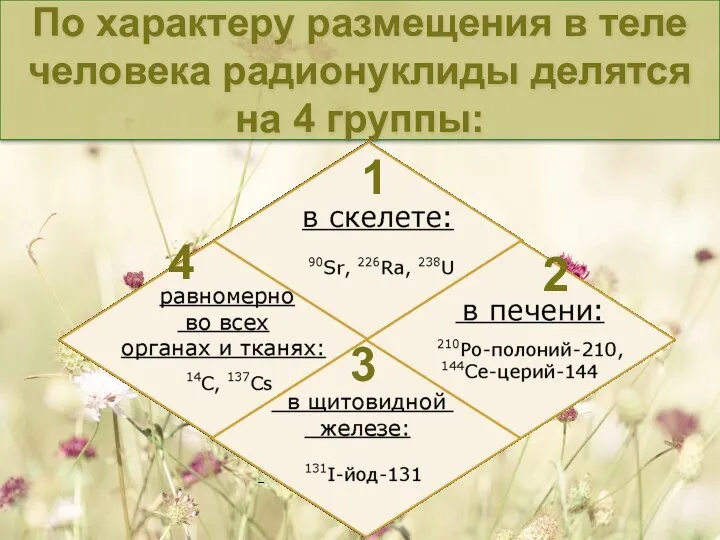 По характеру размещения в теле человека радионуклиды делятся на 4 группы: 1 2 3 4