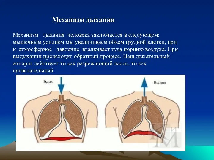 Механизм дыхания Механизм дыхания человека заключается в следующем: мышечным усилием мы