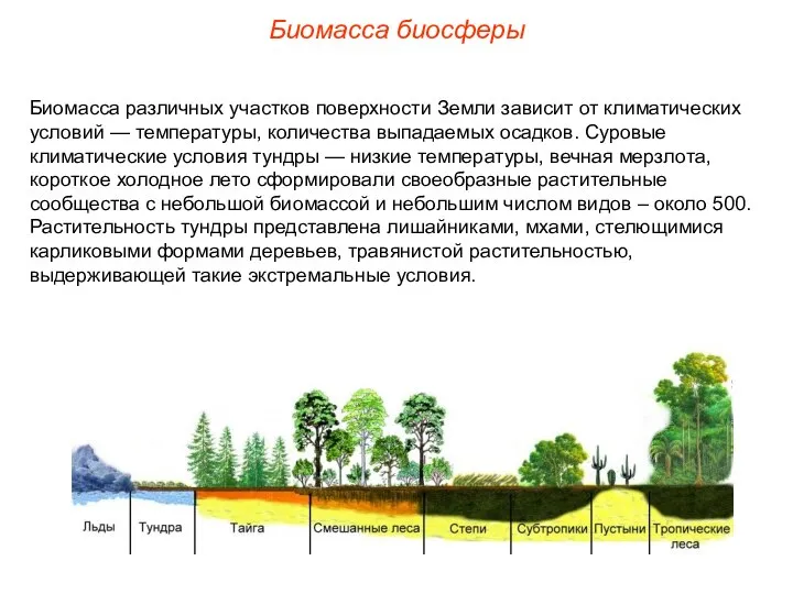 Биомасса биосферы Биомасса различных участков поверхности Земли зависит от климатических условий