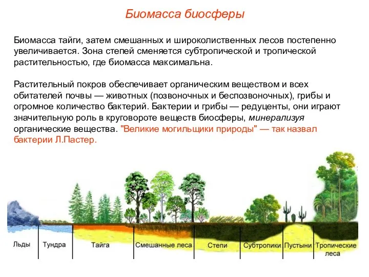 Биомасса биосферы Биомасса тайги, затем смешанных и широколиственных лесов постепенно увеличивается.