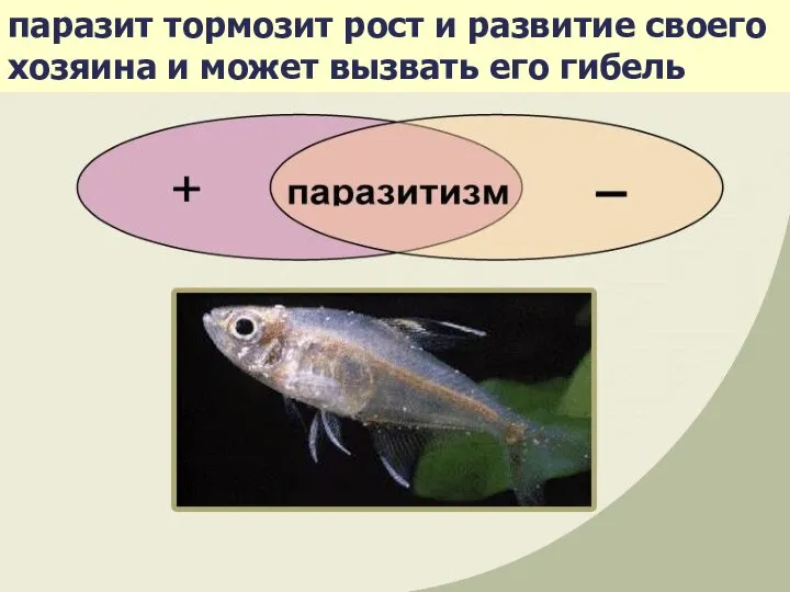 паразит тормозит рост и развитие своего хозяина и может вызвать его гибель