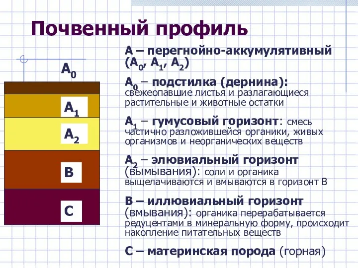 Почвенный профиль А – перегнойно-аккумулятивный (А0, А1, А2) А0 – подстилка