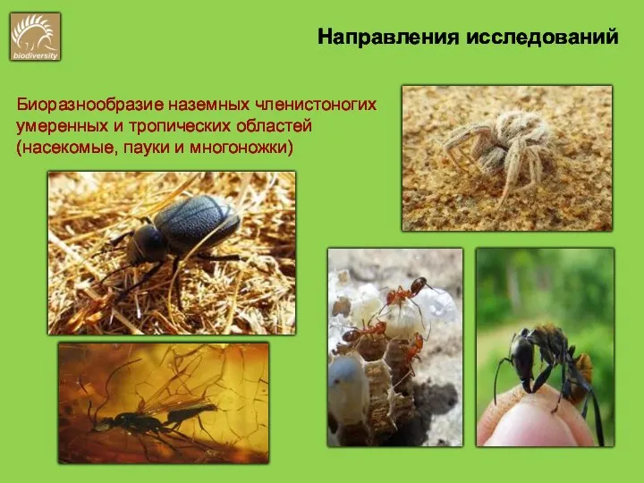 Направления исследований Биоразнообразие наземных членистоногих умеренных и тропических областей (насекомые, пауки и многоножки)