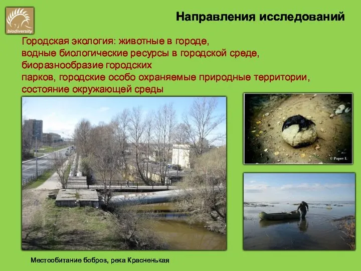 Городская экология: животные в городе, водные биологические ресурсы в городской среде,