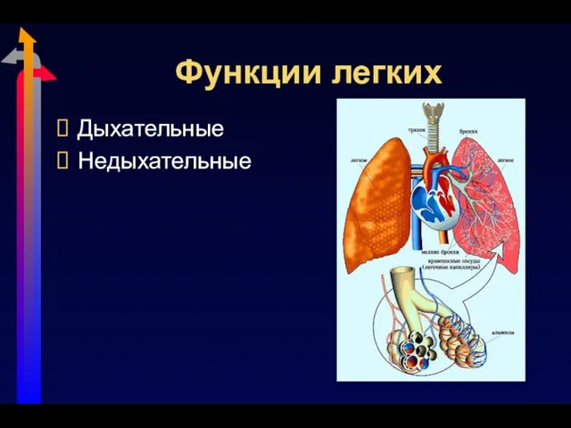 Функции легких Дыхательные Недыхательные