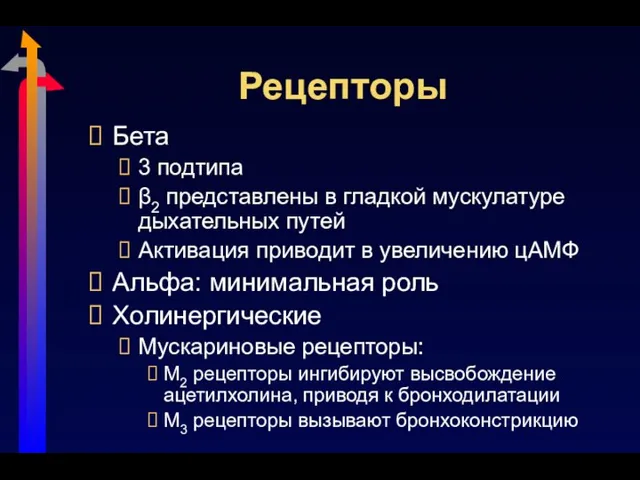 Рецепторы Бета 3 подтипа β2 представлены в гладкой мускулатуре дыхательных путей