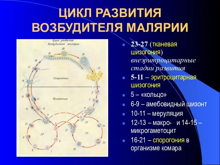 ЦИКЛ РАЗВИТИЯ ВОЗБУДИТЕЛЯ МАЛЯРИИ 23-27 (тканевая шизогония) внеэритроцитарные стадии развития 5-11