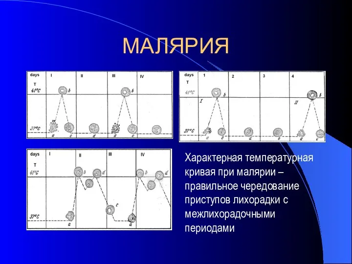 МАЛЯРИЯ Характерная температурная кривая при малярии – правильное чередование приступов лихорадки с межлихорадочными периодами