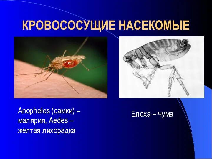 КРОВОСОСУЩИЕ НАСЕКОМЫЕ Anopheles (самки) – малярия, Aedes – желтая лихорадка Блоха – чума