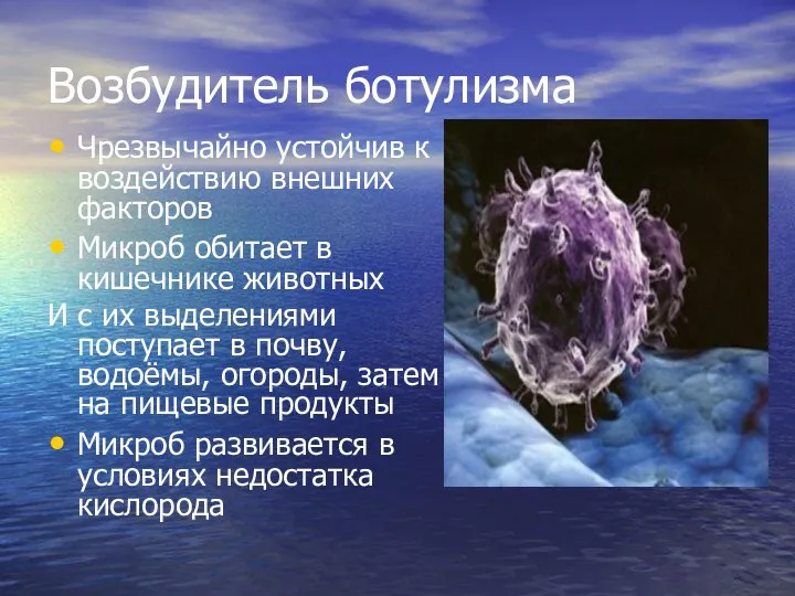 Возбудитель ботулизма Чрезвычайно устойчив к воздействию внешних факторов Микроб обитает в