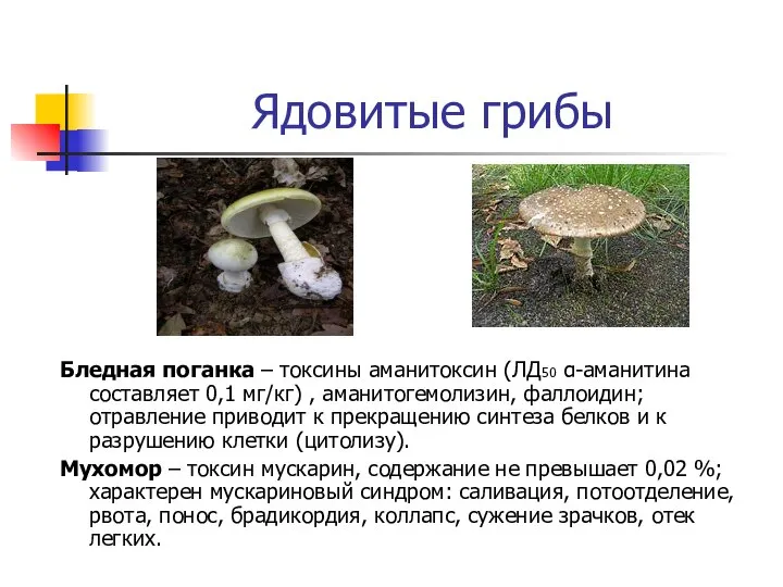 Ядовитые грибы Бледная поганка – токсины аманитоксин (ЛД50 α-аманитина составляет 0,1