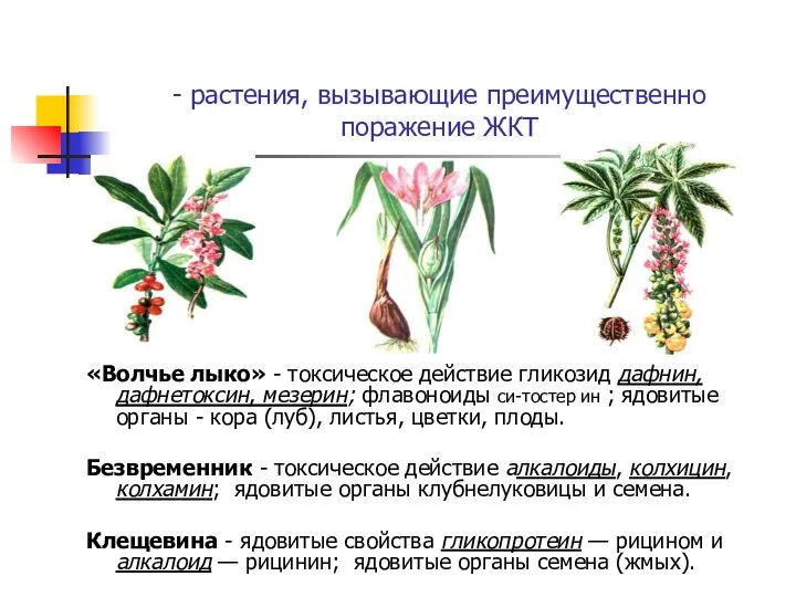 - растения, вызывающие преимущественно поражение ЖКТ «Волчье лыко» - токсическое действие