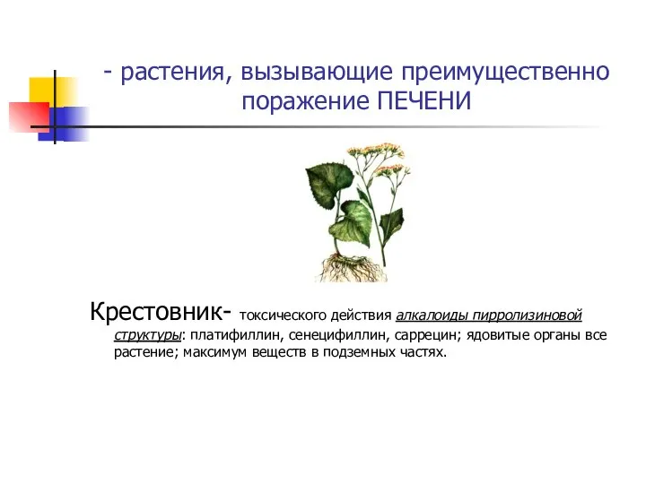 - растения, вызывающие преимущественно поражение ПЕЧЕНИ Крестовник- токсического действия алкалоиды пирролизиновой