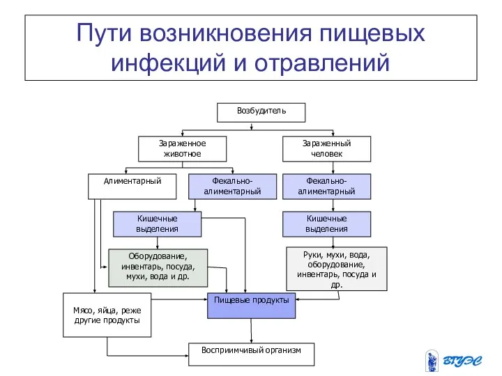 Пути возникновения пищевых инфекций и отравлений Возбудитель Зараженный человек Зараженное животное