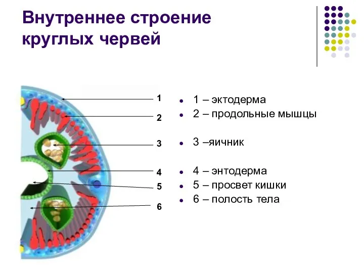 Внутреннее строение круглых червей 1 – эктодерма 2 – продольные мышцы