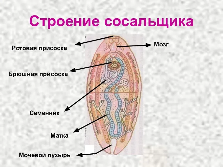 Строение сосальщика Ротовая присоска Брюшная присоска Семенник Матка Мочевой пузырь Мозг