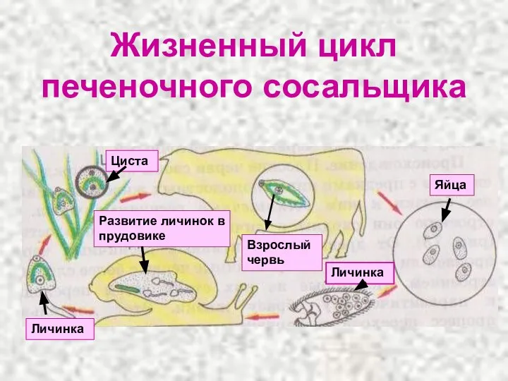 Жизненный цикл печеночного сосальщика Взрослый червь Яйца Личинка Развитие личинок в прудовике Циста Личинка