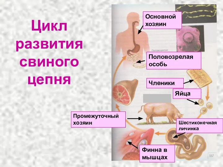 Цикл развития свиного цепня Половозрелая особь Членики Яйца Шестиконечная личинка Промежуточный