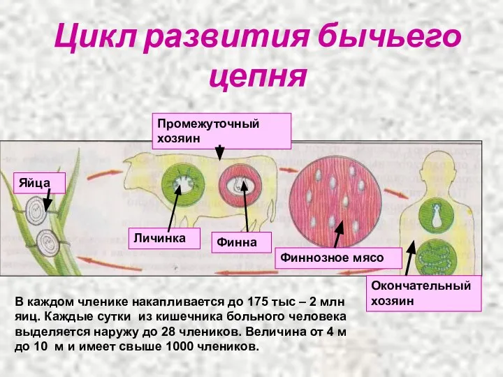 Цикл развития бычьего цепня Личинка Финна Финнозное мясо Яйца Промежуточный хозяин