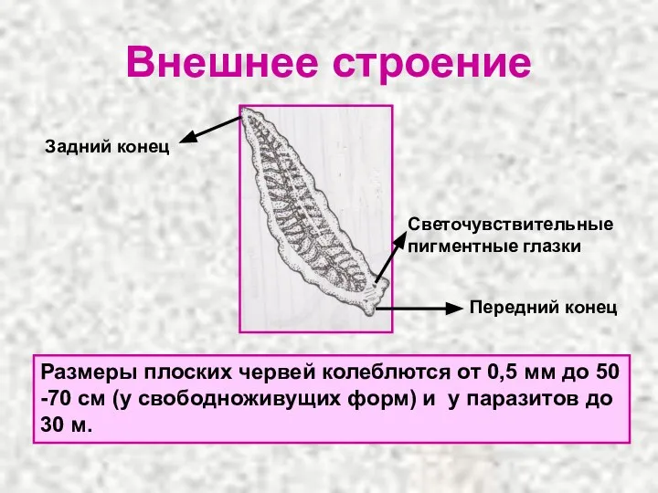 Внешнее строение Размеры плоских червей колеблются от 0,5 мм до 50