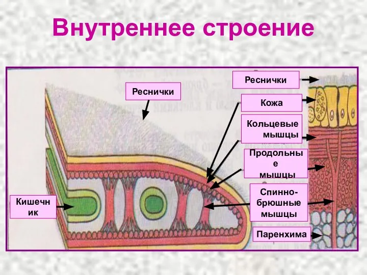 Внутреннее строение Реснички Кожа Кольцевые мышцы Продольные мышцы Спинно- брюшные мышцы Паренхима Кишечник Реснички