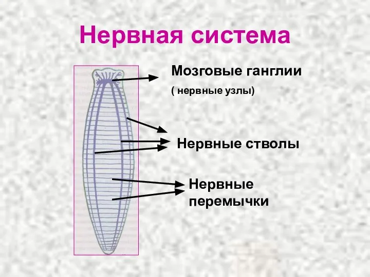 Нервная система Мозговые ганглии ( нервные узлы) Нервные стволы Нервные перемычки