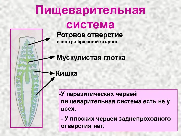 Пищеварительная система Ротовое отверстие в центре брюшной стороны Мускулистая глотка Кишка