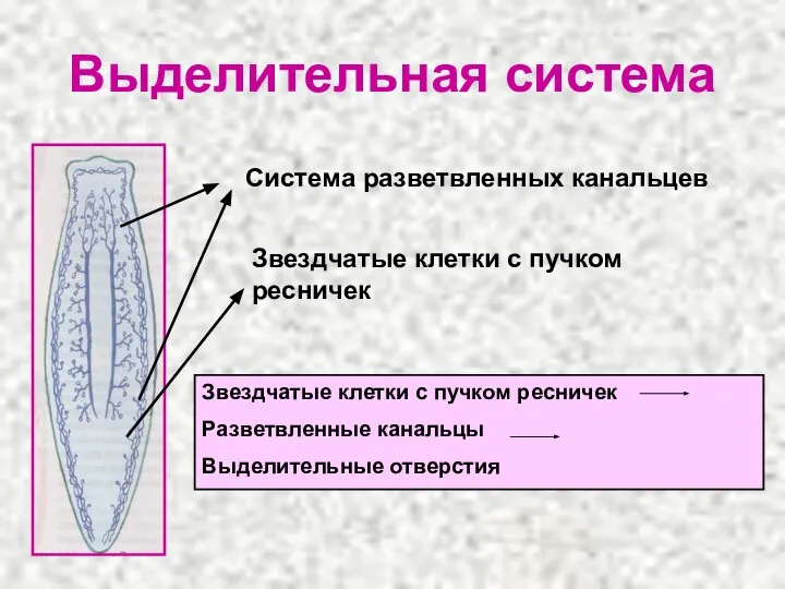 Выделительная система Система разветвленных канальцев Звездчатые клетки с пучком ресничек Звездчатые