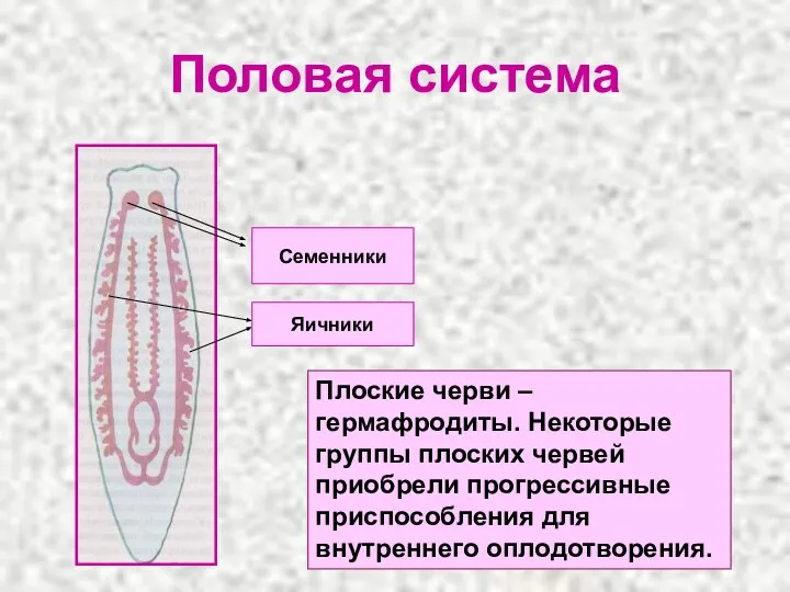 Половая система Плоские черви – гермафродиты. Некоторые группы плоских червей приобрели