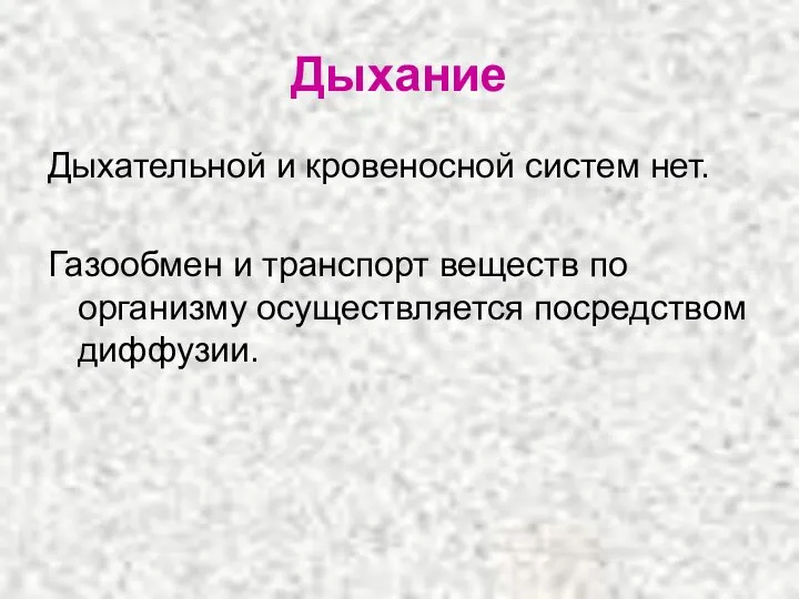 Дыхание Дыхательной и кровеносной систем нет. Газообмен и транспорт веществ по организму осуществляется посредством диффузии.