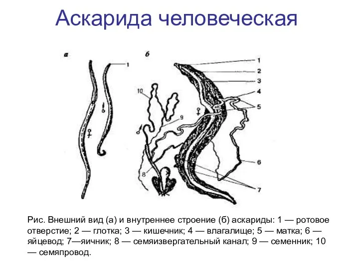 Аскарида человеческая Рис. Внешний вид (а) и внутреннее строение (б) аскариды: