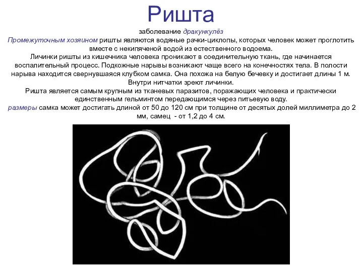 Ришта заболевание дракункулёз Промежуточным хозяином ришты являются водяные рачки-циклопы, которых человек