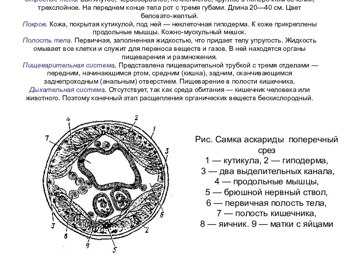 Строение тела. Вытянутое, червеобразное, нечленистое, круглое в поперечном сечении; трехслойное. На