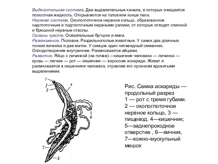 Выделительная система. Два выделительных канала, в которых очищается полостная жидкость. Открываются