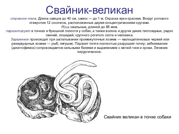 Свайник-великан строение тела. Длина самцов до 40 см, самок — до