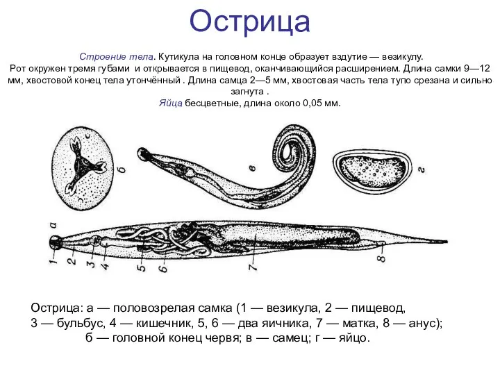 Острица Строение тела. Кутикула на головном конце образует вздутие — везикулу.