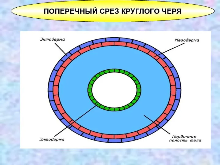 ПОПЕРЕЧНЫЙ СРЕЗ КРУГЛОГО ЧЕРЯ