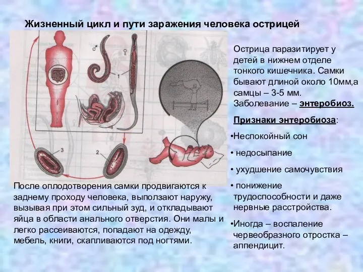 Жизненный цикл и пути заражения человека острицей Острица паразитирует у детей