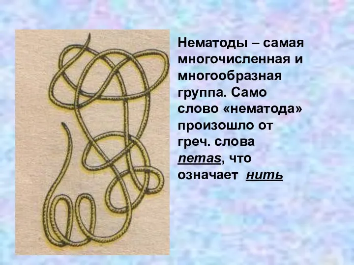 Нематоды – самая многочисленная и многообразная группа. Само слово «нематода» произошло