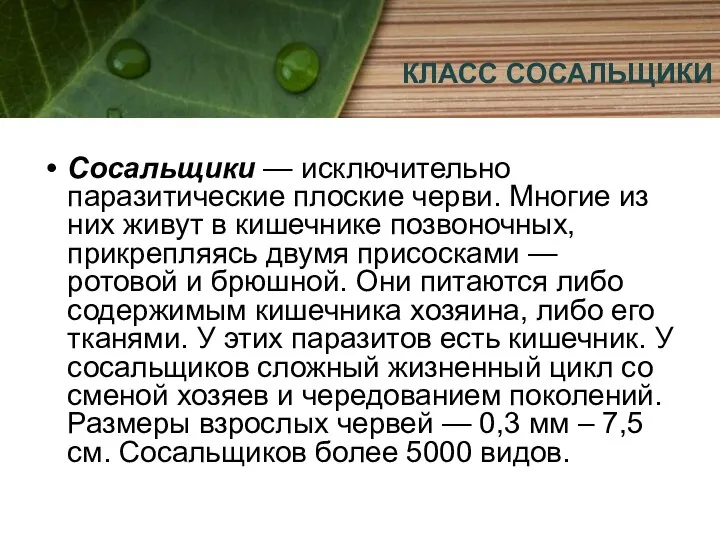 КЛАСС СОСАЛЬЩИКИ Сосальщики — исключительно паразитические плоские черви. Многие из них