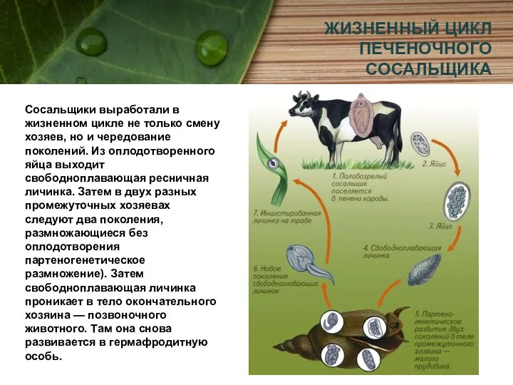 ЖИЗНЕННЫЙ ЦИКЛ ПЕЧЕНОЧНОГО СОСАЛЬЩИКА Сосальщики выработали в жизненном цикле не только