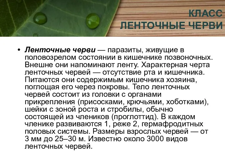 КЛАСС ЛЕНТОЧНЫЕ ЧЕРВИ Ленточные черви — паразиты, живущие в половозрелом состоянии