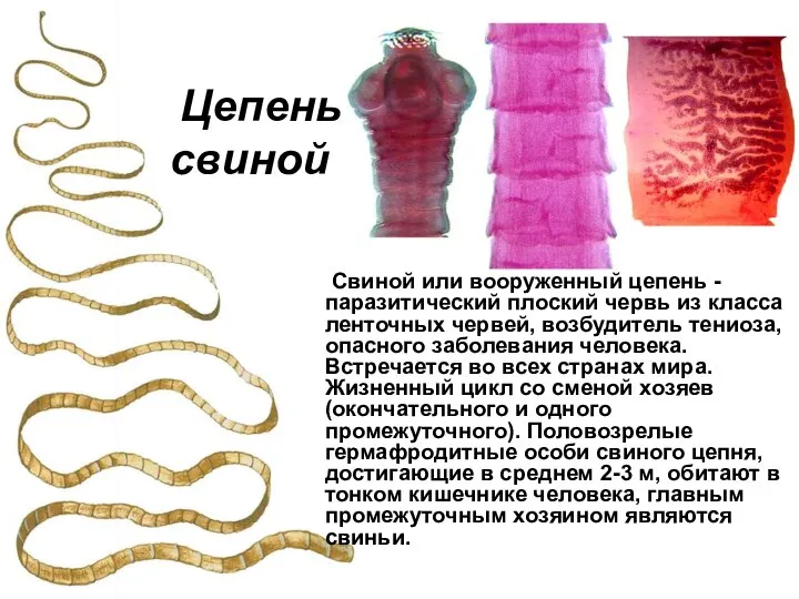 Свиной или вооруженный цепень - паразитический плоский червь из класса ленточных