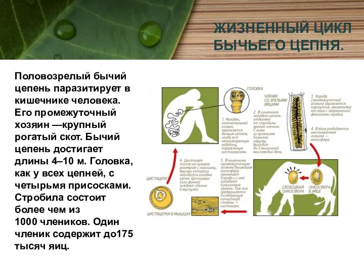 ЖИЗНЕННЫЙ ЦИКЛ БЫЧЬЕГО ЦЕПНЯ. Половозрелый бычий цепень паразитирует в кишечнике человека.