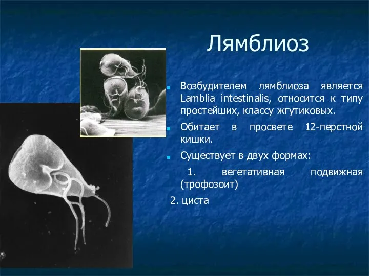 Лямблиоз Возбудителем лямблиоза является Lamblia intestinalis, относится к типу простейших, классу