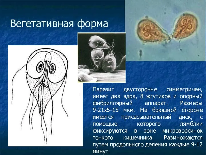 Вегетативная форма Паразит двусторонне симметричен, имеет два ядра, 8 жгутиков и