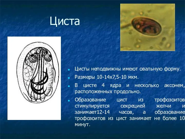 Циста Цисты неподвижны имеют овальную форму. Размеры 10-14х7,5-10 мкм. В цисте