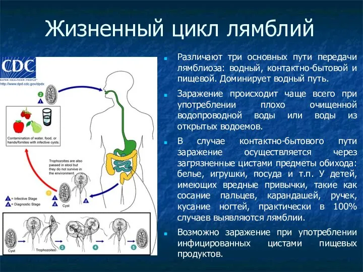 Жизненный цикл лямблий Различают три основных пути передачи лямблиоза: водный, контактно-бытовой